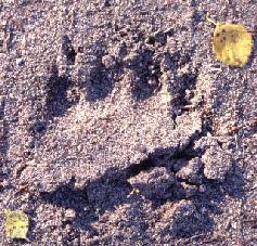 Bear-m.jpg (25776 bytes)